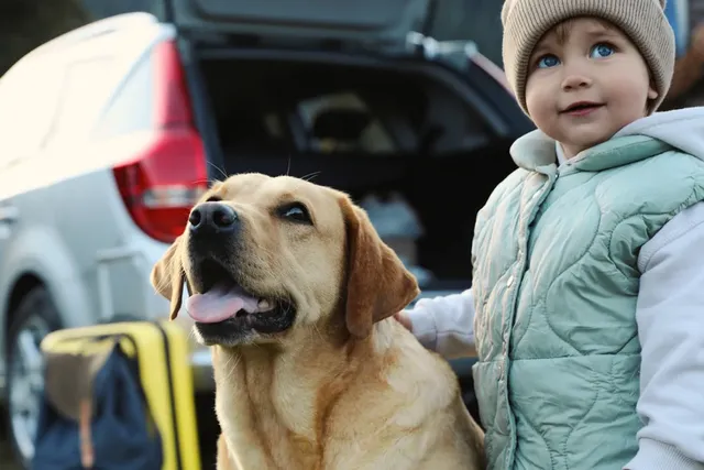Hund im Auto transportieren: Sicher mit Baby & Kind unterwegs
