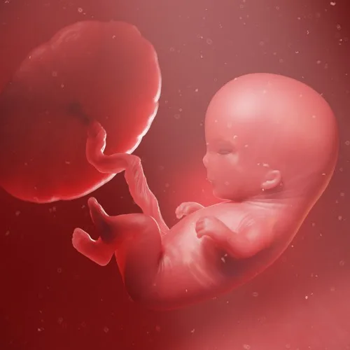 Embryo in der Gebärmutter verbunden mit der Plazenta.