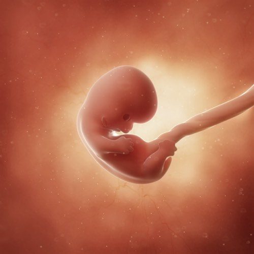 Der Embryo in der 8. Schwangerschaftswoche
